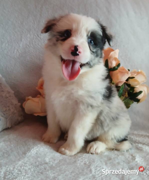 Border collie blue merle Toruń