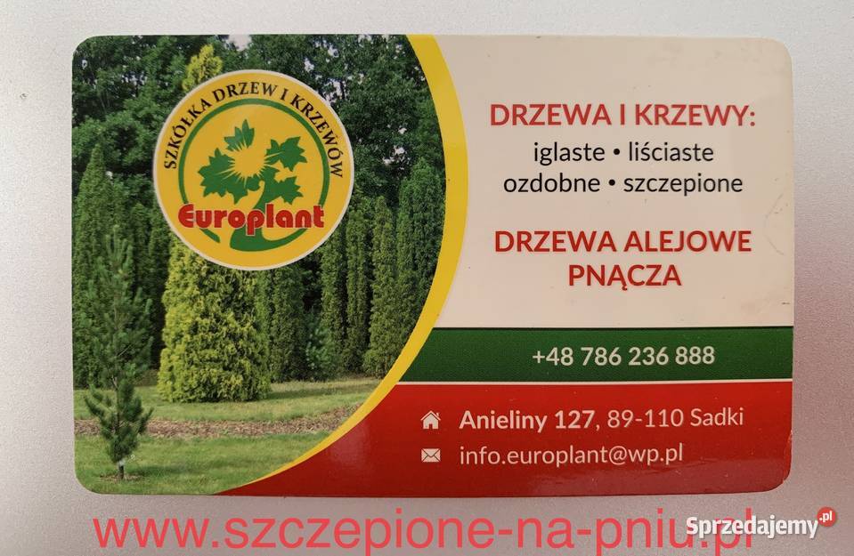 Bonsai Drzewa Formowane Spirala Szmaragd Wys 180 kujawsko-pomorskie Anieliny