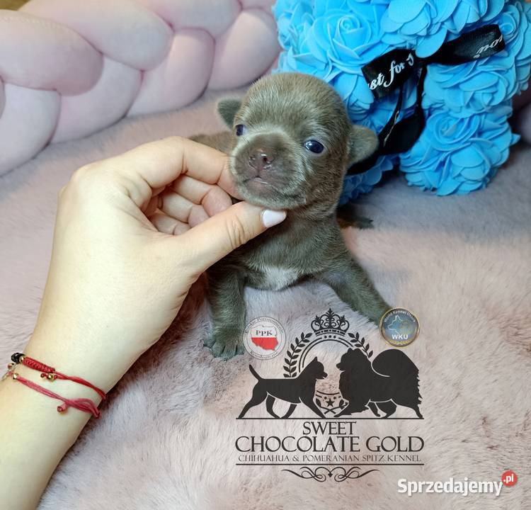 Chihuahua piesek liliowy krótkowłosy piękny Warszawa sprzedam