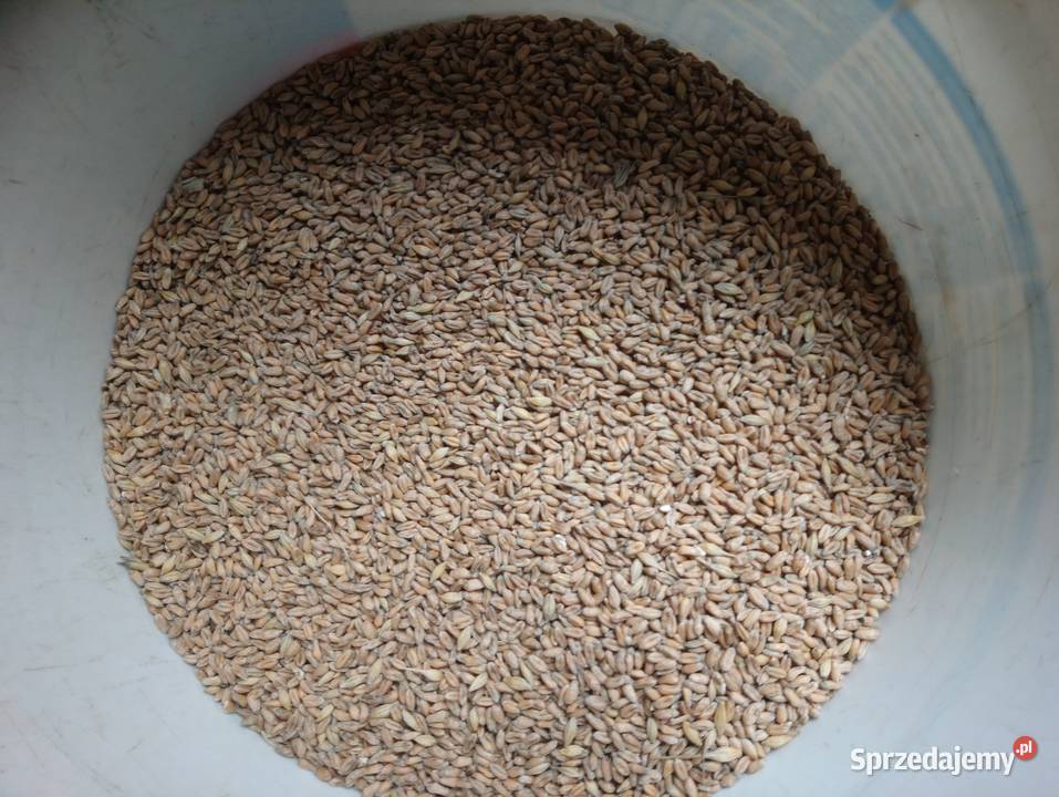 Pszenica elokogiczna jara Monsun Bukowa