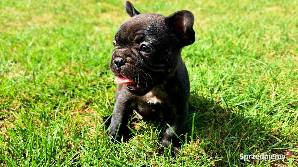 Buldog francuski gotowy do odbioru Lublin