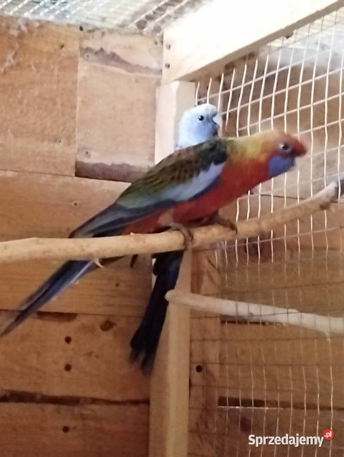 rozelle królewskie z tego roku 2 Sarnaki