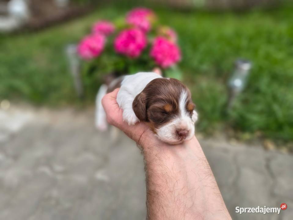 Jamnik długowłosy Piebald Choco Czekoladowy Żychlin