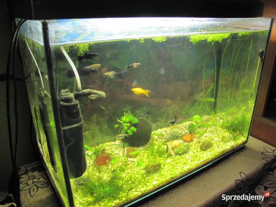 Akwarium 72 l z obsadą