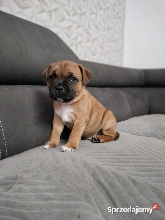 Staffordshire bull terrier staffik Staff ostatni łódzkie Łódź