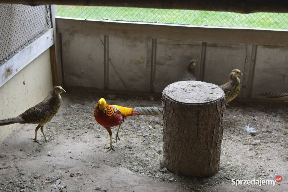 Bażanty złociste czerwone i bananowe koguty i Rzeszów