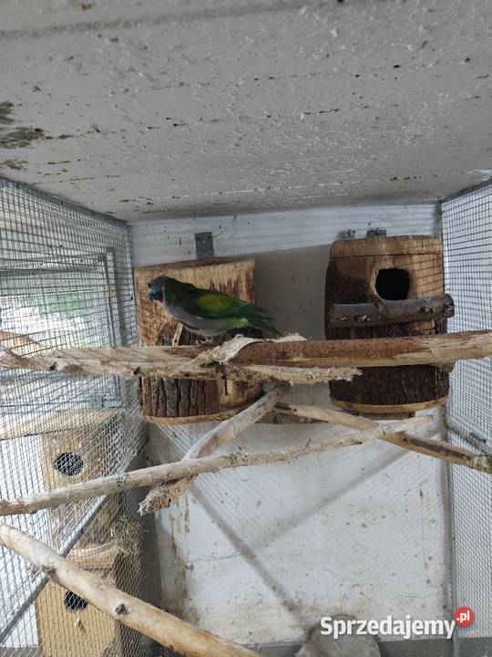 Akeksandretta chińska dorosła samica Pszczyna