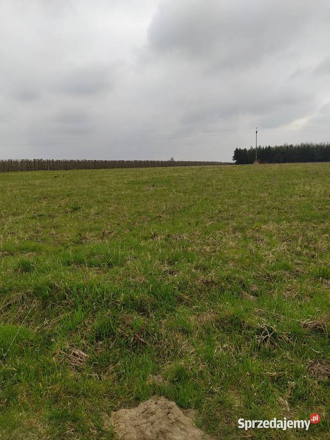 Działka Rolna Goszczyn powgrójecki Sprzedaż