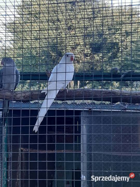 Księżniczki walii albino Skała