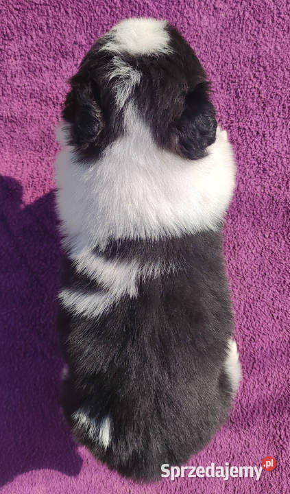 Rasowy Pies Border Collie TONY z pełną dok z Iwonicz