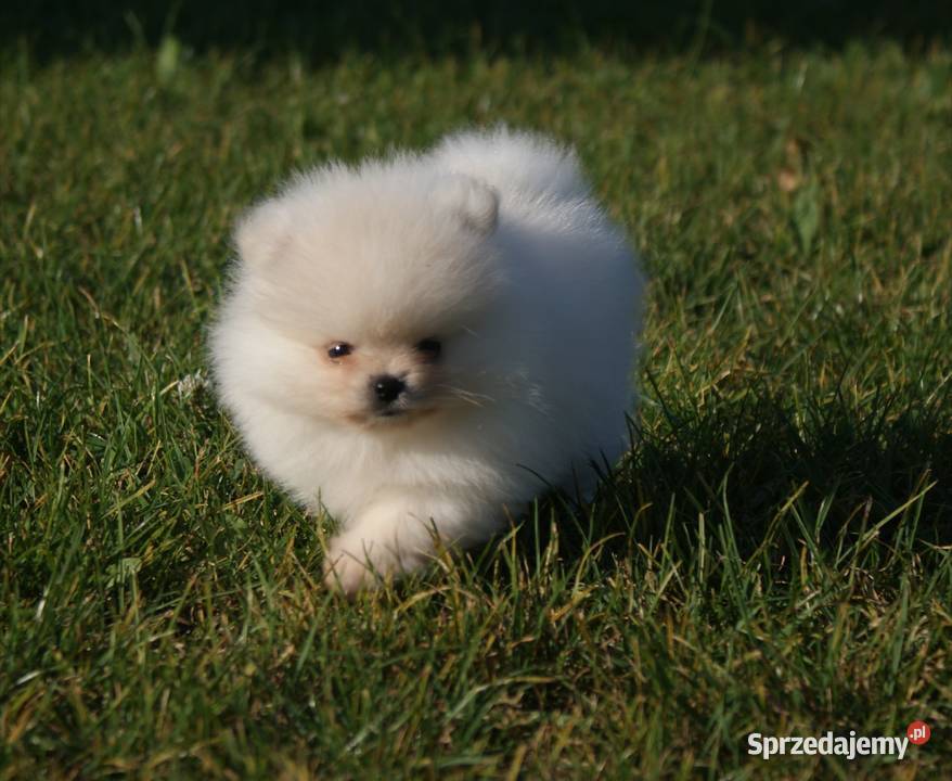 Szpic miniaturowy pomeranian w typie misia Bielsko-Biała