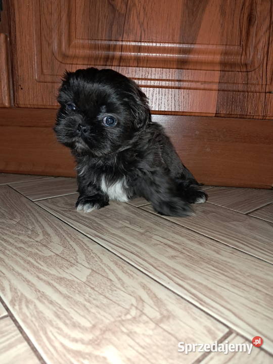 Sprzedam ShihTzu wielkopolskie Gołańcz