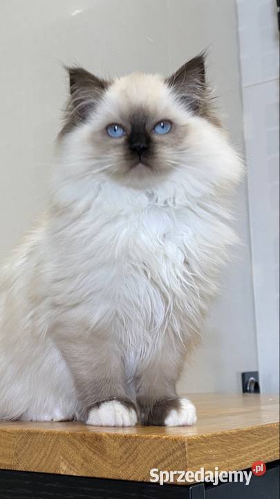Kotki ragdoll gotowe do wydania FPL kotka