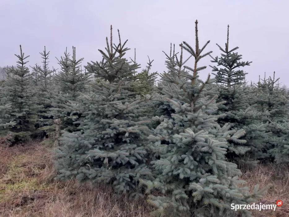Choinki Świerk Srebrny Zwykły Duży Wybór Cięte Chełm