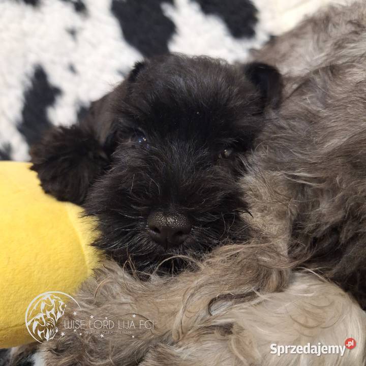 Sznaucer miniaturowy czarny rodowód FCIZKwP Sznaucer Stargard