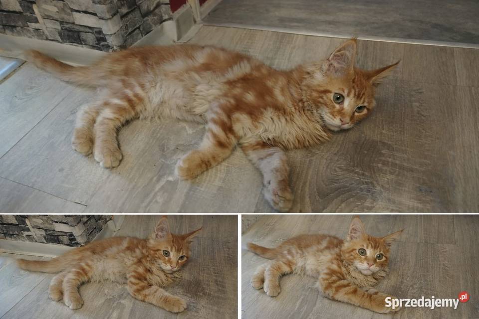 George Maine Coon pomorskie