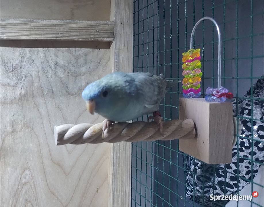 Papużki stokówki katarzynki razem z woliera Gniewkowo