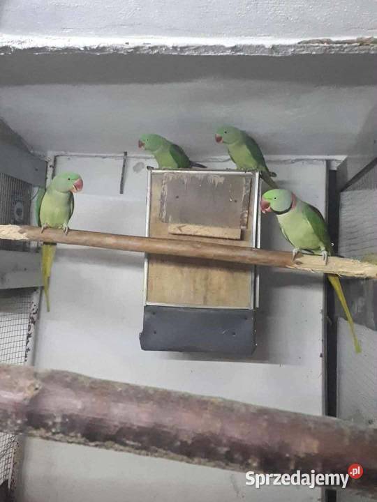 Aleksandretty wielkie 25r Skała