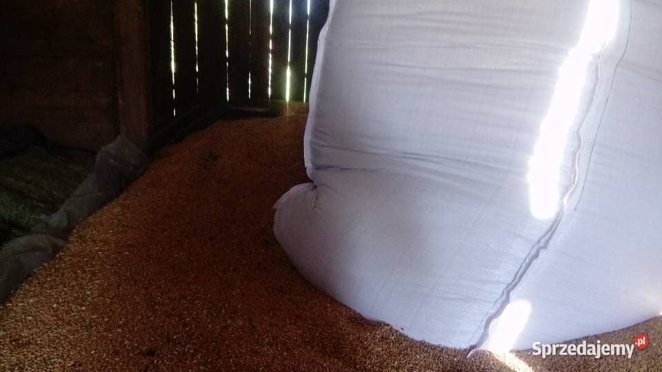 pszenicaekokologiczna Włodawa