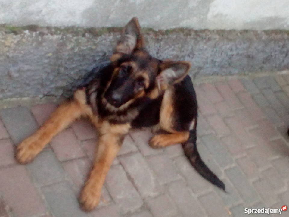 Szczeniak 16 tygodniowy owczarek niemiecki Owczarek Bydgoszcz