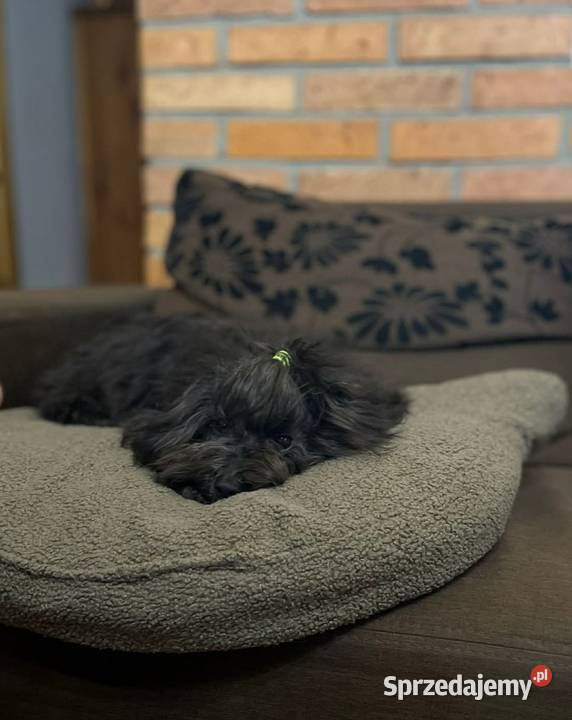 Hawana sunia rasy Rosyjska Bolonka Kolorowa Radliniec