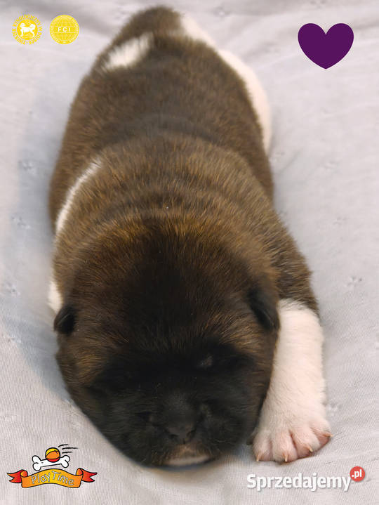 Szczenięta AKITA AMERYKAŃSKA sunia i samiec łódzkie Poddębice sprzedam