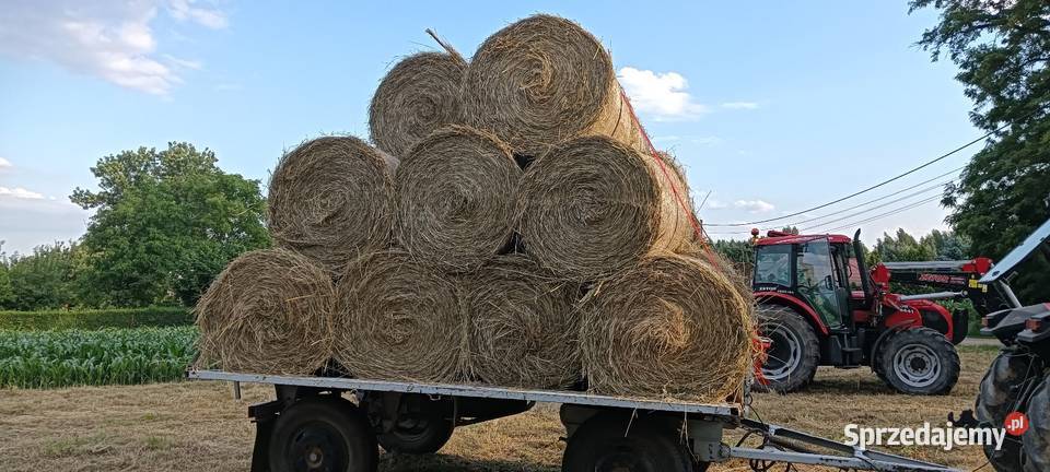 Siano baloty 100 Maciejowice sprzedam
