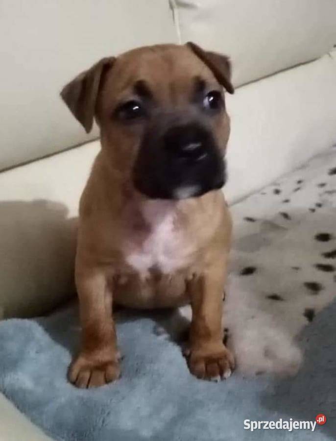 Sprzedam suczkę amstaffa Amstaff Amstaff Kleszczyn