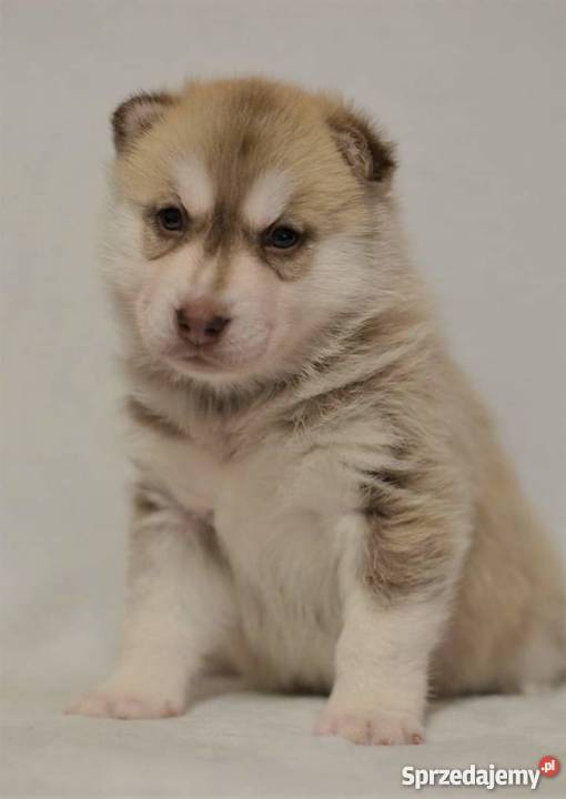 siberian husky rodowodowe szczenięta ZKwP FCI Inowrocław sprzedam