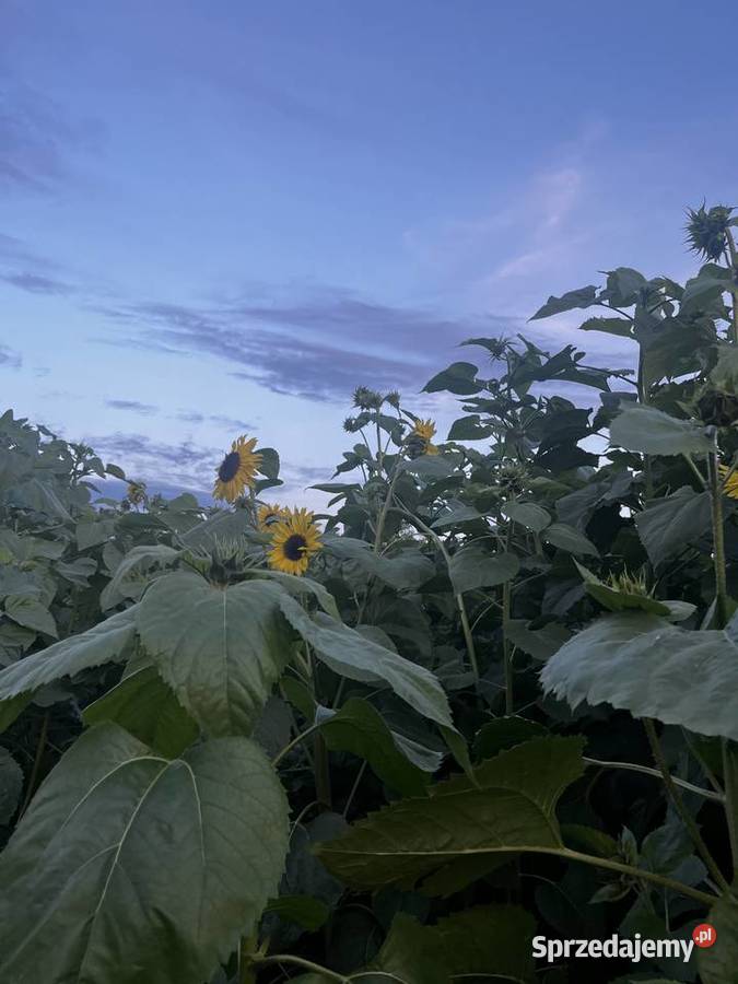 Słonecznik ozdobny kwiat 1 Błogocice sprzedam