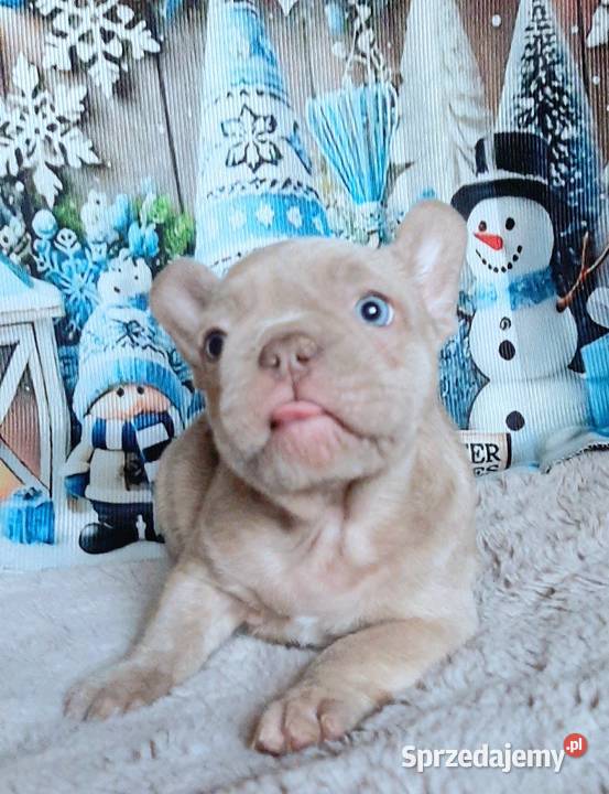Buldog francuski chlopak isabela Pabianice