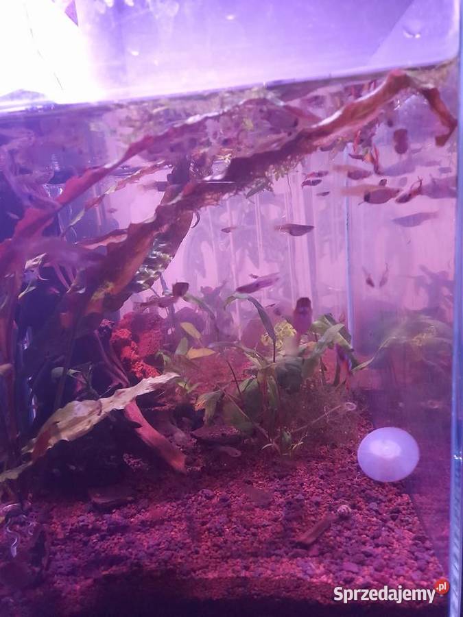 Gupiki Endlera mix Wrocław