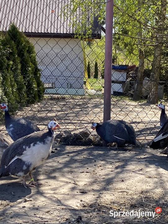 Jaja lęgowe perliczek pantarek Drób i ptactwo Krasnystaw sprzedam