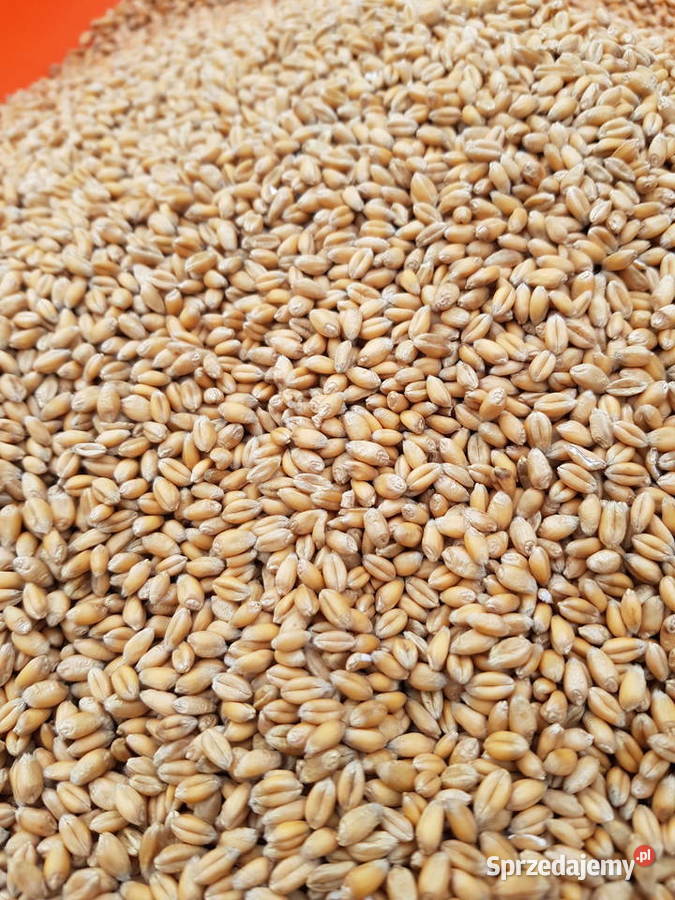Pszenica zimowa Euforia Zboża Mistów