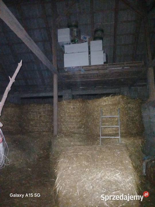 Sprzedam słome w belach Nowa Wieś Przywidzka