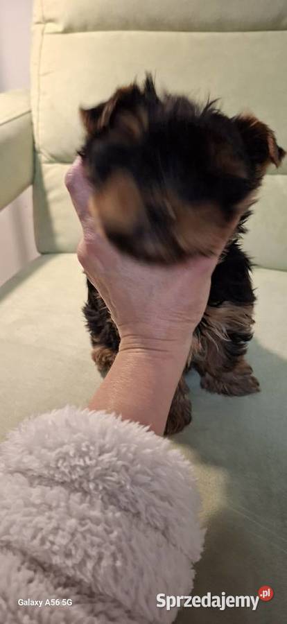 Yorkshire Terrier mala sunia