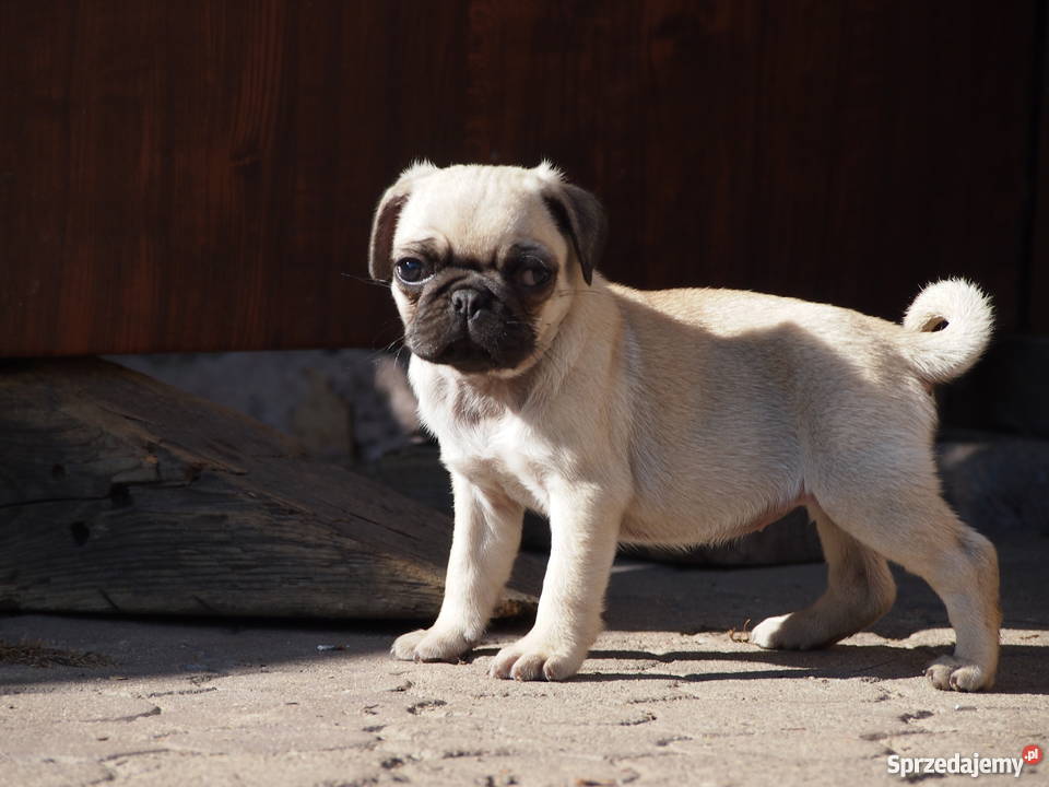 Mopsik suczka Skierniewice