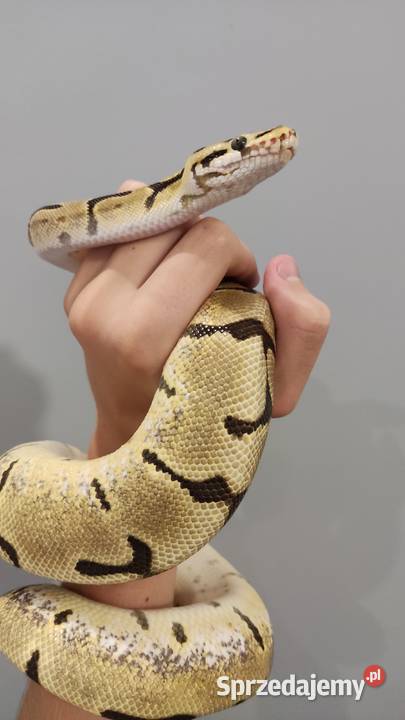 Pyton królewski SAMICA regius Spider