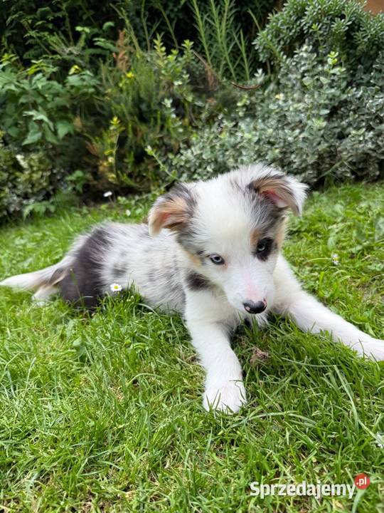 CLARA suczka Border Collie Blue merle tricolor