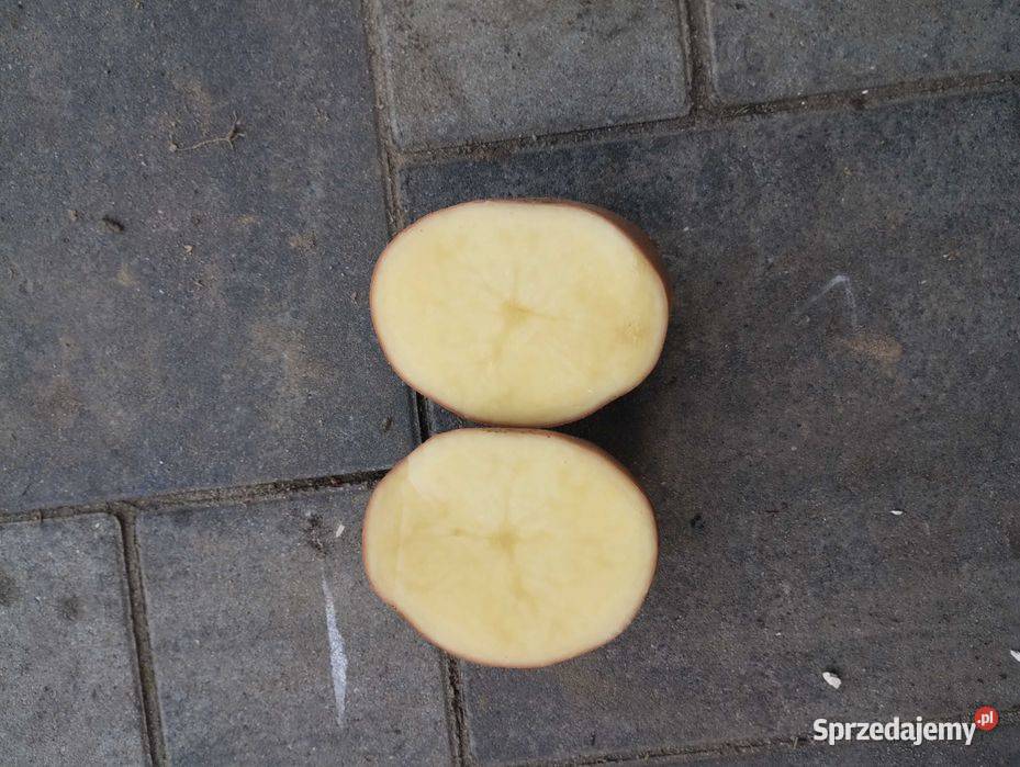 Sprzedam ziemniaki jadalne Jagiełła