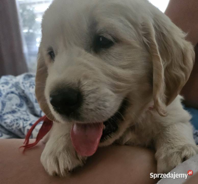 Sprzedam Golden Retriver lubelskie Zaniówka