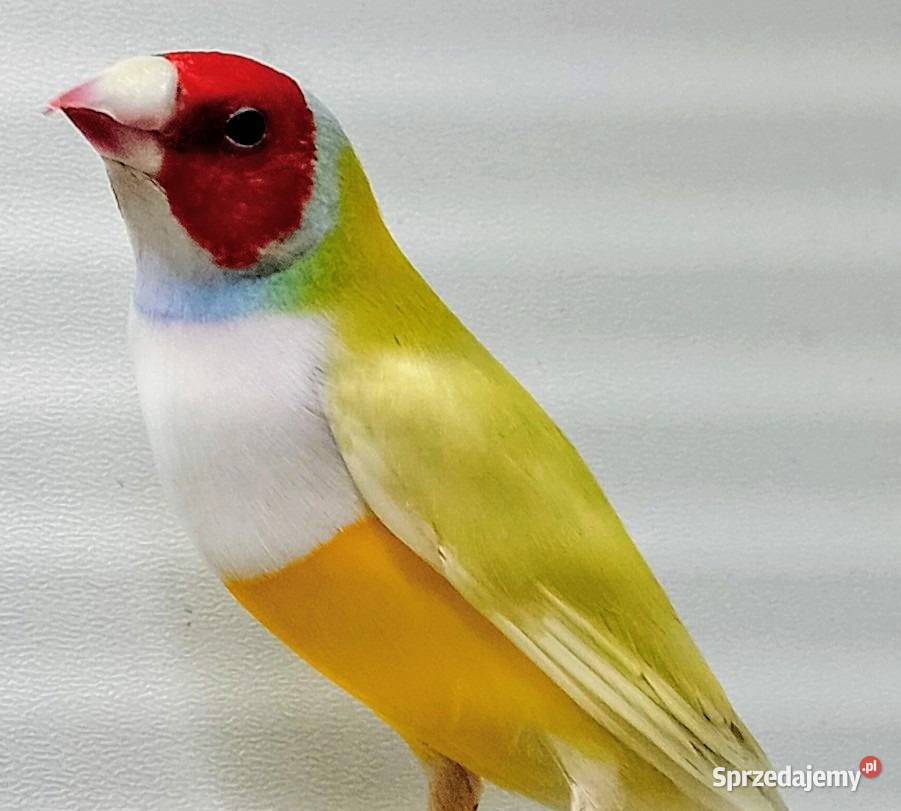 Amadyny wspaniałe Łódź