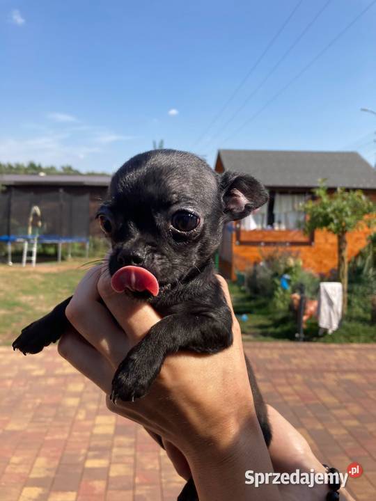 Chihuahua pieseksuczka