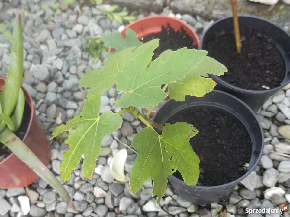 Figowiec północny Peretta MROZOODPORNY figa Zator sprzedam