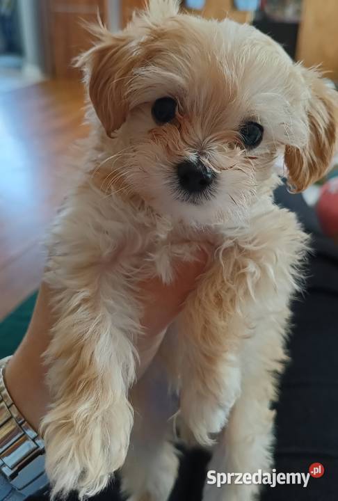 Maltipoo śliczne sunie i piesek miniaturowy Pozostałe lubelskie