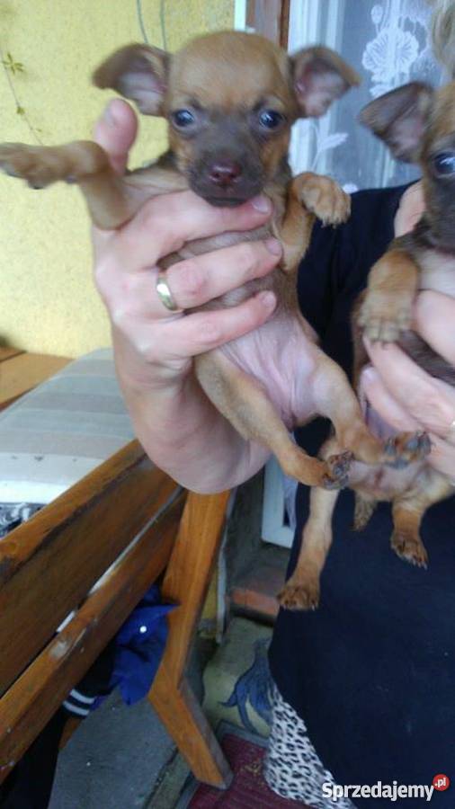 pieski ratlerki sarenka Lorenki