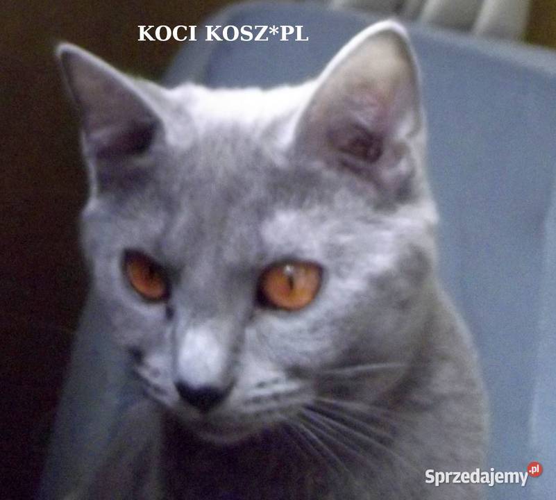 Koty KartuskieChartreux amatorska hodowla KOCI Pozostałe Warszawa