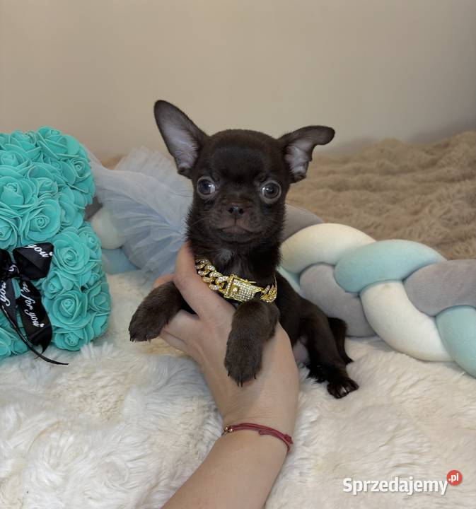 Chihuahua krótkowłosy czekoladowy piękny badania Bełchatów