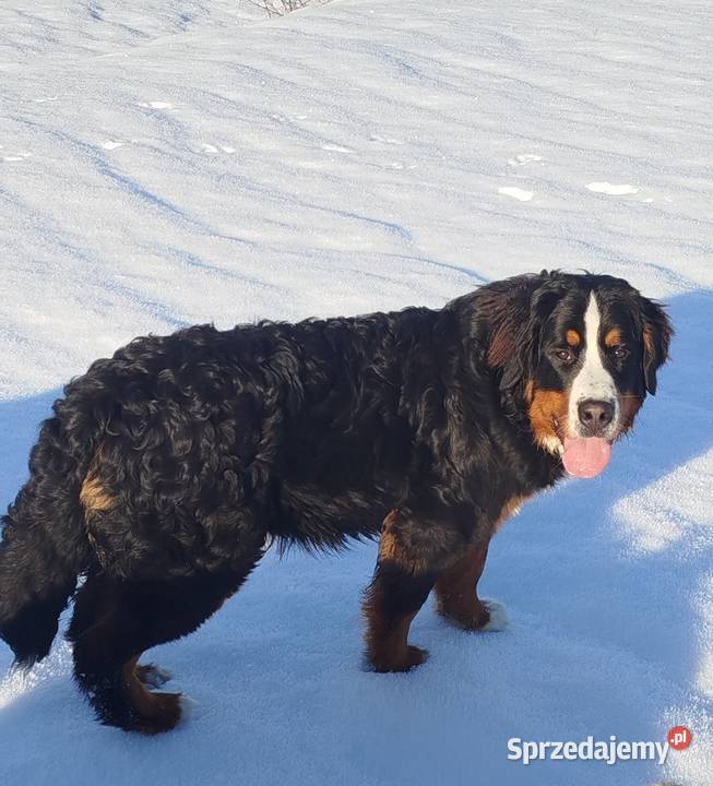 Berneński pies pasterski suczka fci Zwierzęta Mszana Dolna