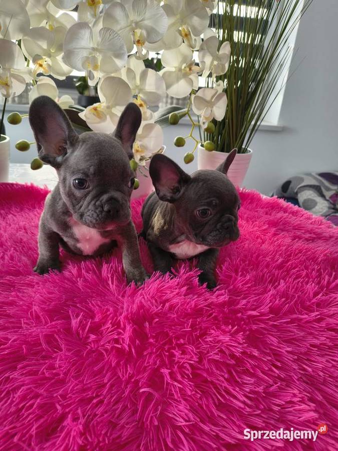 Buldogi francuskie niebieskie pomorskie Gdańsk